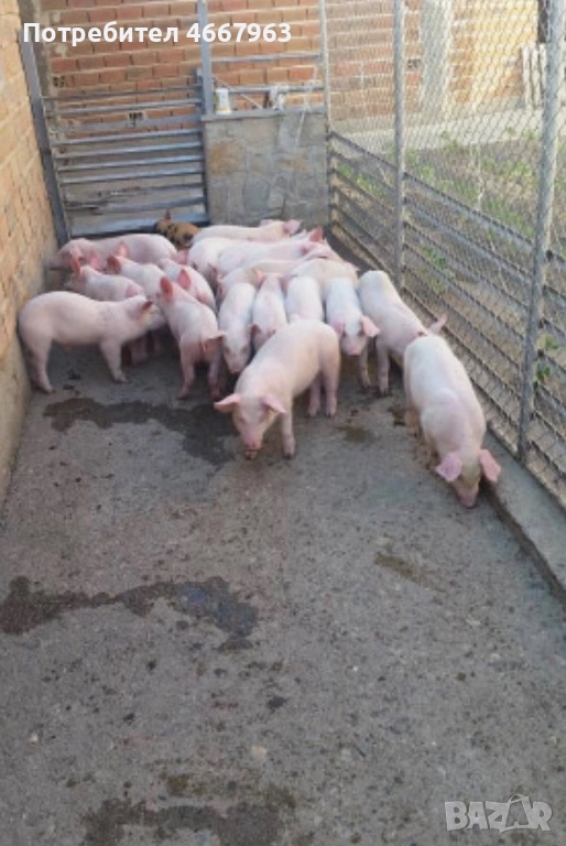 Угоени прасета за Коледа, снимка 1