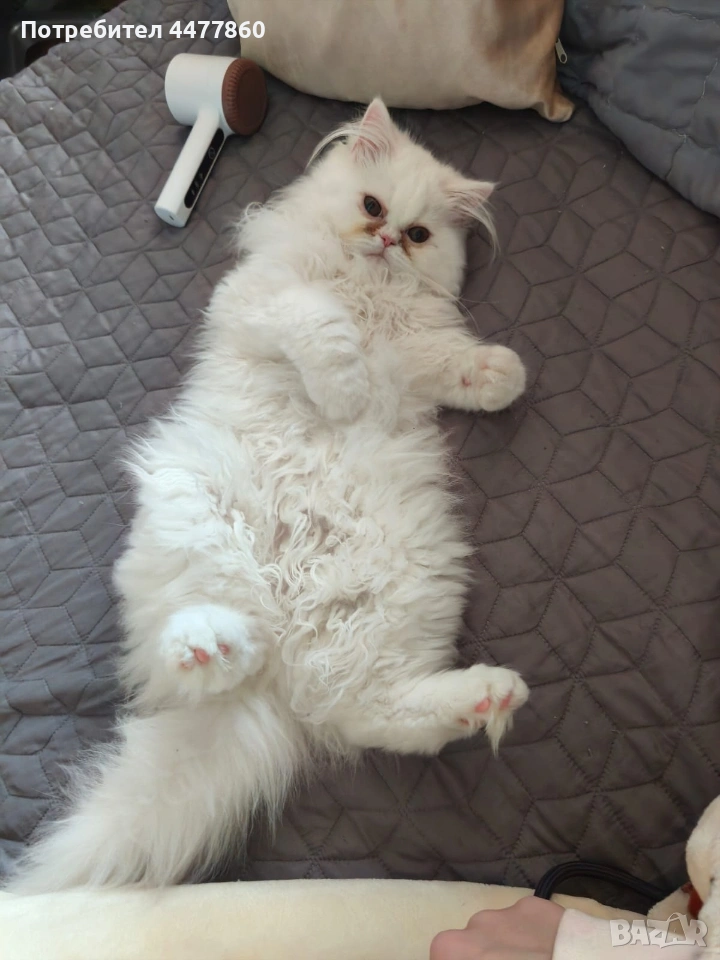 Продавам мъжко персийско коте, снимка 1