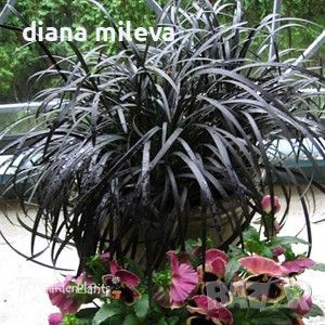 Черен Офиопогон, Ophiopogon black, студоустойчив!!, снимка 1