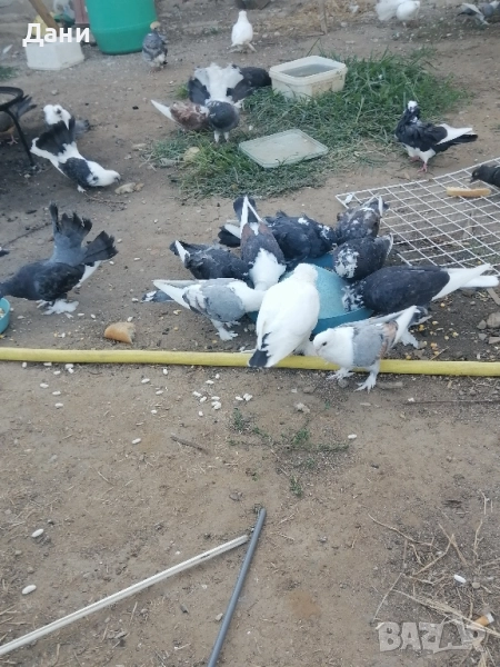 архангели чифт, снимка 1