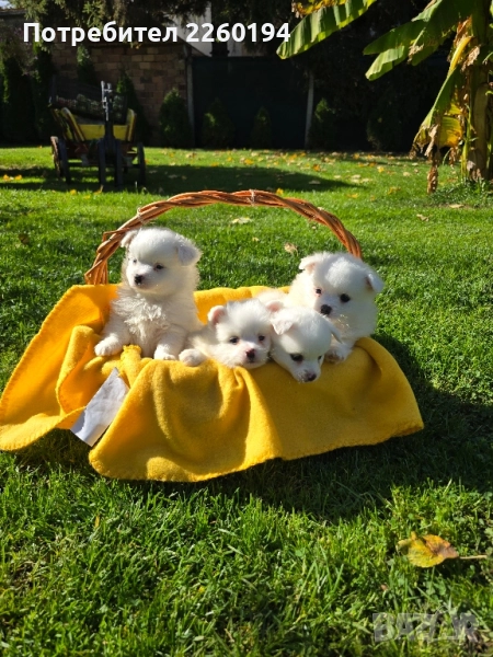 Померан Померанче , снимка 1