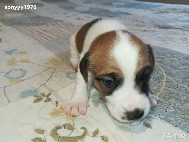 ПРОДАВАМЕ КУЧЕ ДЖАК 2603251926, снимка 1