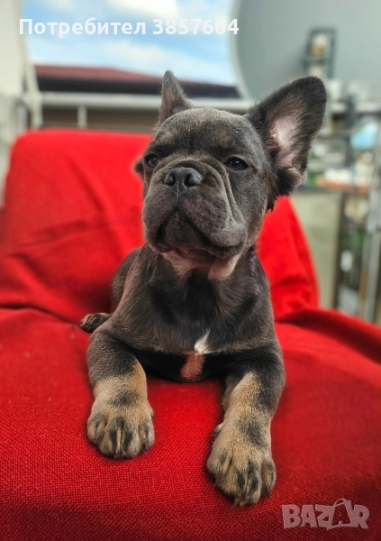 Френски булдог Визуално шоколадово флъфи, снимка 1