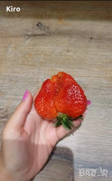 Разсад ягоди АЛБА 0.35 ст за количество, снимка 1