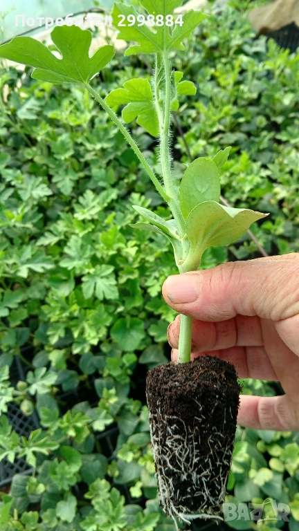 Разсад, снимка 1