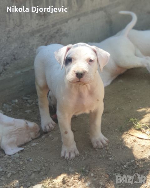 Dogo Argentino štenci, снимка 1