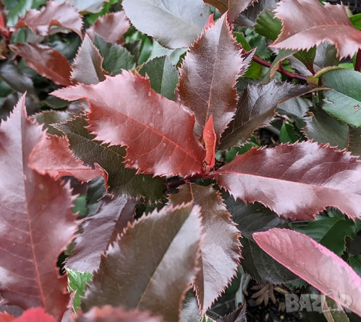 Фотиния Меджикъл Волкано, снимка 1