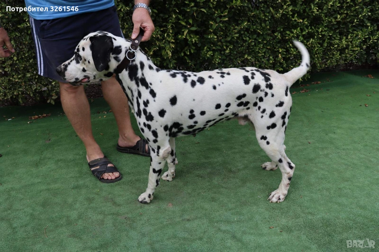 Продавам Мъжки далматинец/ Търси си приятелка , снимка 1