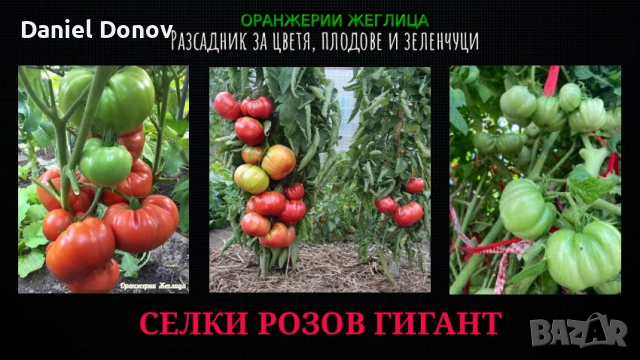 Семена домати от Селски червен и Селски розов гигант, снимка 5 - Сортови семена и луковици - 52325397