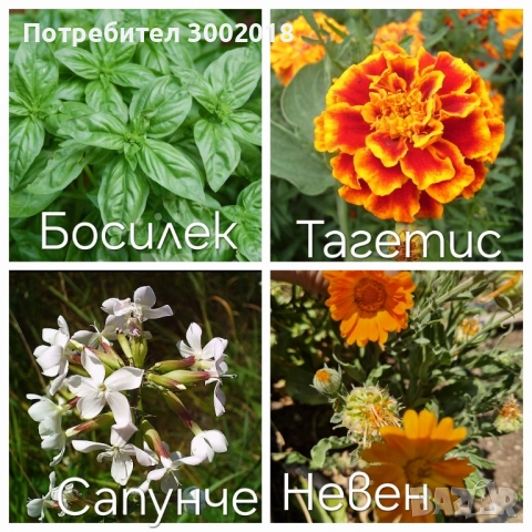 семена стари сортове , снимка 8 - Сортови семена и луковици - 51660347