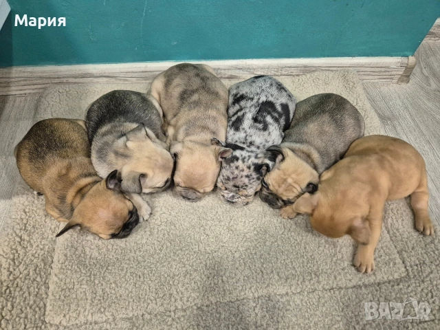 Френски булдог , снимка 8 - Френски булдог - 53605665