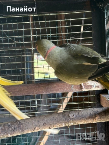 Зрели Малки Александъри, снимка 9 - Папагали - 53981116