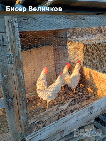 Петлел, снимка 2 - други­ - 53849928