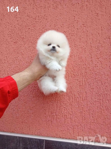 Женски бял мини Померан. Реални снимки от 09.04.26 г.