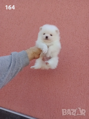 Мъжки и женски бели Померани. Реални снимки от 05.01.26 г. , снимка 12 - Померан - 52926789