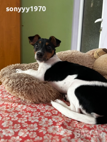 джак ръсел 2712251847, снимка 4 - Джак ръсел териер - 52914484