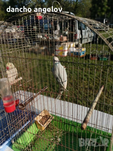 Продавам папагали , снимка 2 - Папагали - 51427808