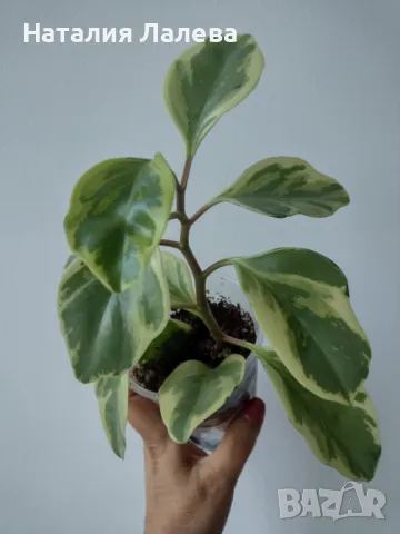 Пеперомия, peperomia obtusifolia variegata, снимка 2 - Стайни растения - 47063621