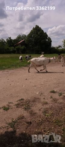 Продавам  кози, снимка 1 - Кози - 45994389