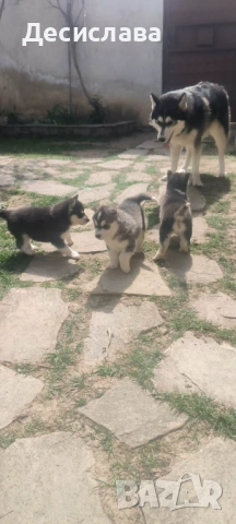  Хъски, снимка 6 - Хъски - 54180286