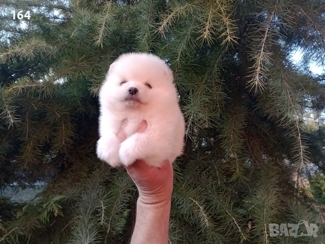 Бели и кремави мъжки кученца Шпиц. 