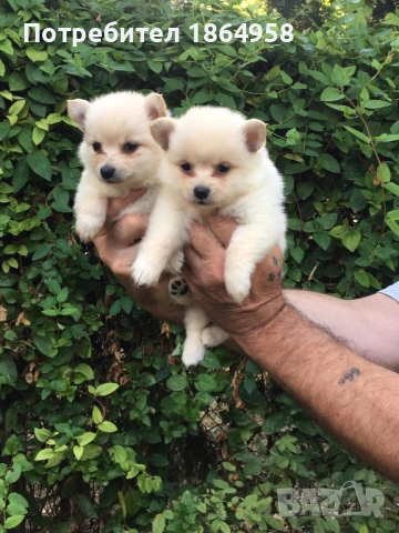 БЕБЕТА ПОМЕРАН Доставка , снимка 3 - Померан - 53670882