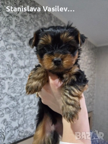 Бебе Йорки момченце, снимка 4 - Йоркширски териер - 53237459