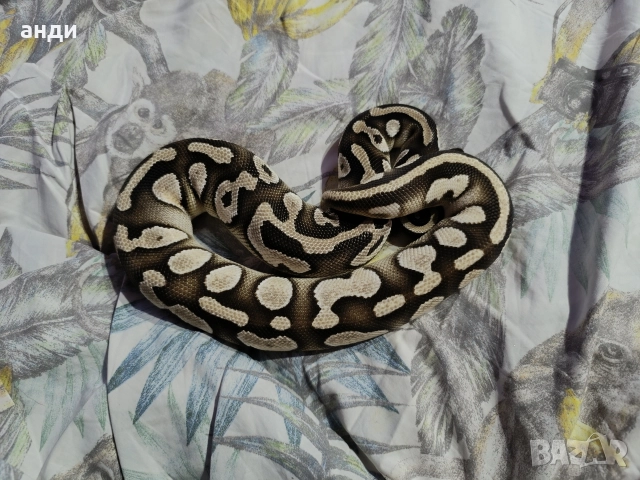 мъжки кралски питон Mojave orange dream pastel