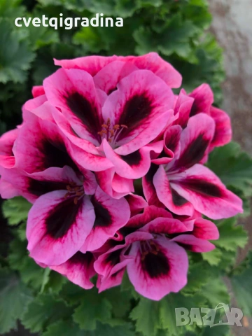 Pelargonium regale Pink (Кралско мушкато розово), снимка 3 - Градински цветя и растения - 53936575