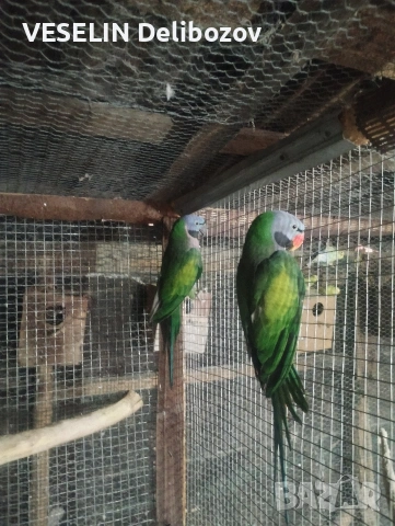 продавам папагали , снимка 8 - Папагали - 53725252