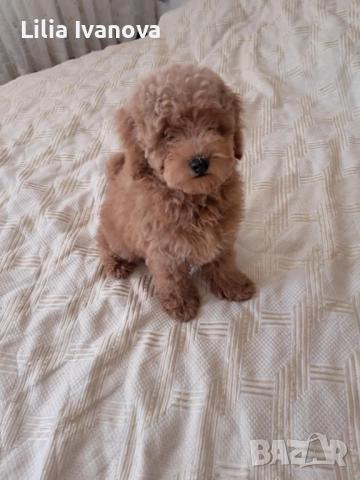 Пудел той/ poodle toy, снимка 1