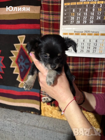 Пинчерчета , снимка 5 - Пинчер - 53748009