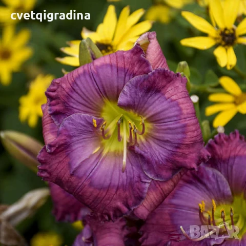 Hemerocallis Lavender Blue Baby (Лавандулово синьо бебе), снимка 1