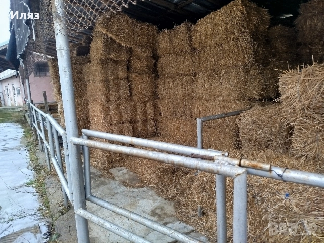 бали слама ечемичена, снимка 3 - Други стоки за животни - 53222476