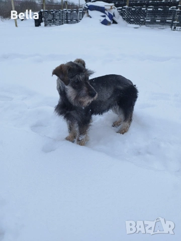 Мини шнауцер , снимка 7 - Други - 53913723