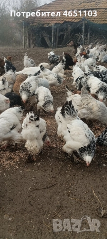 Продавам Брами