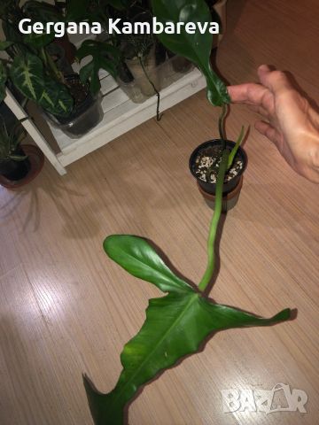 Philodendron Joepii, снимка 4 - Стайни растения - 46579672