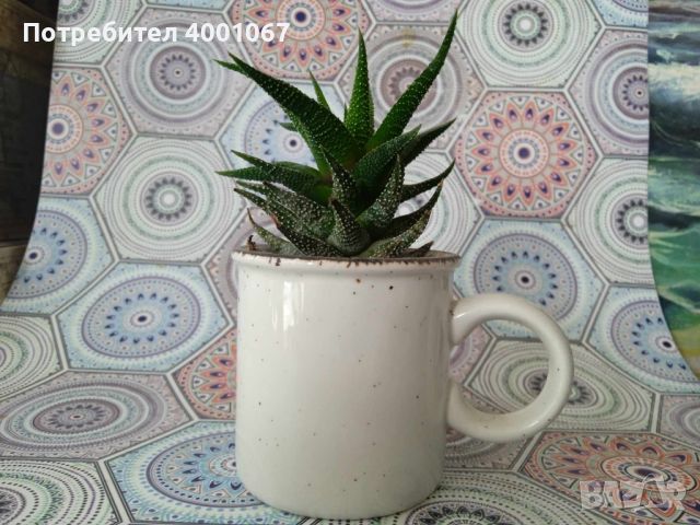 тропическо растение, снимка 2 - Стайни растения - 45451423