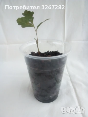 Дъб,Летен,Querca Robur,Разсад, снимка 13 - Разсади - 50499285