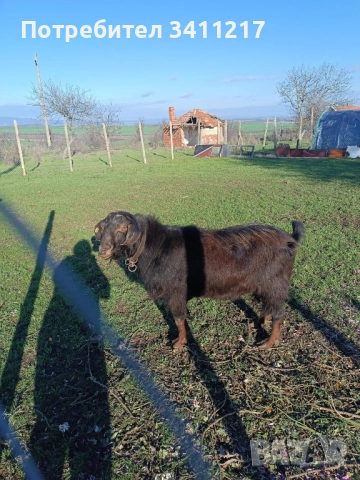 продавам пръч