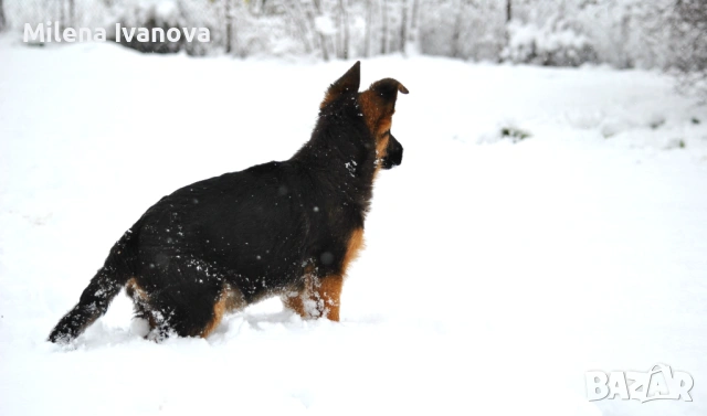 Немски овчарки с родословие , снимка 13 - Немска овчарка - 53336696