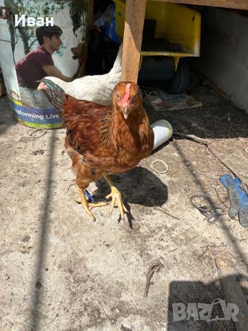 Кръстоски селски женски пилета 