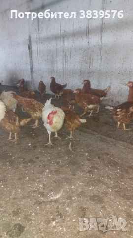 Пилета Ярки Кокошки, снимка 4 - Кокошки и пуйки - 52788402