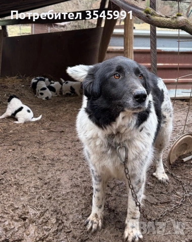 Кученца Каракачанка, снимка 8 - Каракачанска овчарка - 54076615