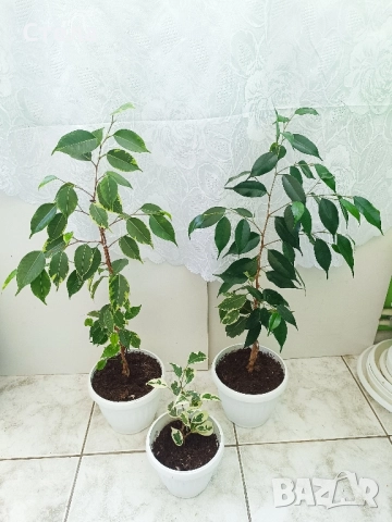 Трилистник, Индрише, Дифенбахия, Бегония, Бенджамин, Епипремнум, Билбергия , снимка 4 - Стайни растения - 52017877