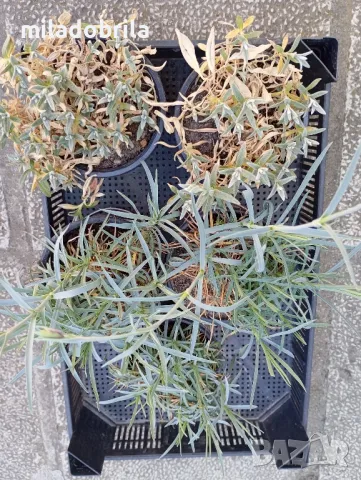 Здравец и други многогодишни градински цветя , снимка 2 - Градински мебели, декорация  - 50204314