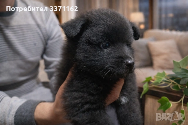  женски померан, снимка 3 - Померан - 53520741