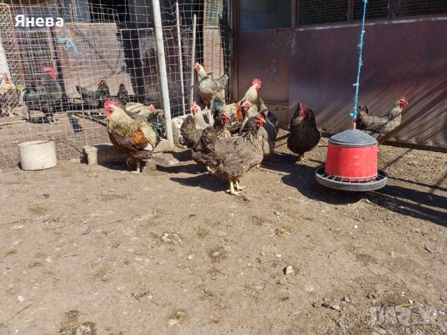 Продавам оплодени яйца - катунски и австралорп, снимка 2 - Кокошки и пуйки - 45483025