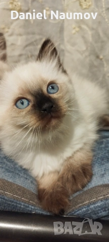 Котенца Регдол, снимка 2 - Други - 53906180