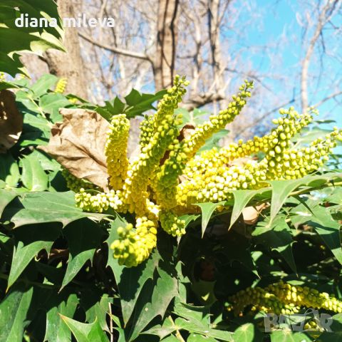 Махония, Mahonia japonica , снимка 8 - Градински цветя и растения - 46368350